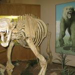 A Bear