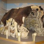 A recreation of a house made of Mammoth bones. Just like our early ancestors would have lived in!