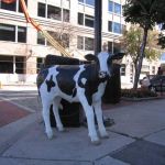 The chains assure no tourists will succumb to Cow-tipping.