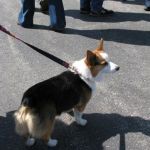 Corgi!