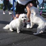 Angie and Benji, if memory serves.