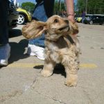 Action Dog!