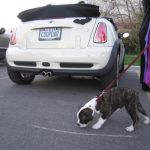 Daisy the Bulldog.