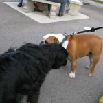 Tosh makes a new friend.