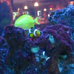 I found Nemo!