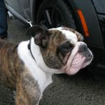Hey Bulldog!