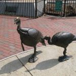 Turkeys