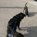 Tosh makes friends with the local gas station dog, Diesel. Tosh makes friends with the local gas station dog, Diesel.