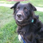 Tosh looks expectantly for some sandwich crusts. Tosh looks expectantly for some sandwich crusts.