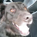 Say goodnight Tosh! Say goodnight Tosh!