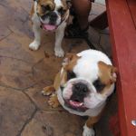 Our mascots for the evening.