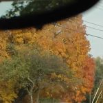 Yo Tree! Get with the color!